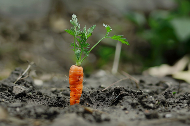 ca-rot-co-giup-tang-chieu-cao-khong-2